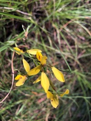 Diuris chrysantha