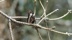 Limenitis arthemis rubrofasciata