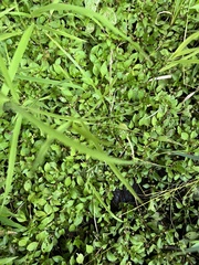 Ludwigia palustris