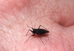 Plagiognathus obscurus