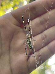 Trichonephila clavata