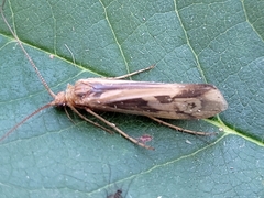 Limnephilus