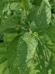 Scrophularia marilandica