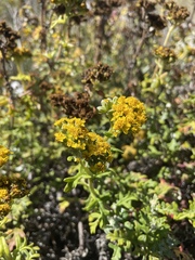 Eriophyllum