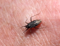 Plagiognathus obscurus