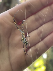 Trichonephila clavata