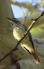 Myiodynastes luteiventris