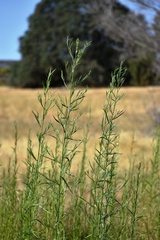 Euthamia occidentalis