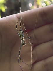 Trichonephila clavata