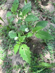 Physalis angulata
