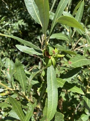 Salix lasiolepis