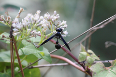 Zethus spinipes variegatus