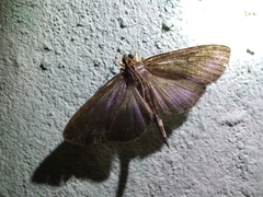 Spilomelinae