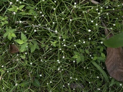 Cyperus mindorensis