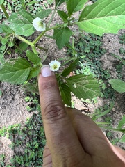 Physalis angulata