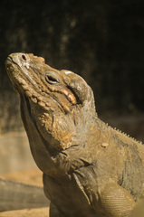 Cyclura