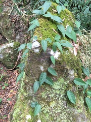 Ficus sarmentosa nipponica