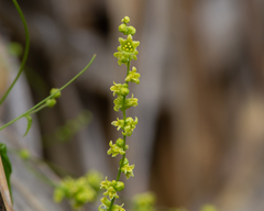 Dioscorea aristolochiifolia
