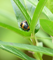 Labidomera clivicollis