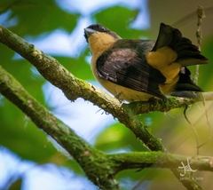 Trichothraupis melanops