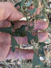 Calystegia occidentalis