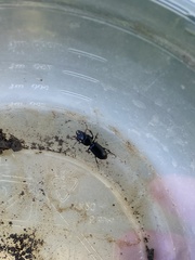 Scarites subterraneus