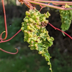 Daktulosphaira vitifoliae