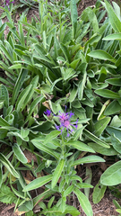 Centaurea montana