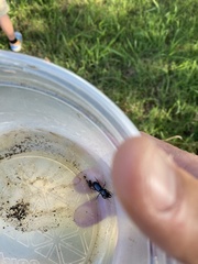 Scarites subterraneus