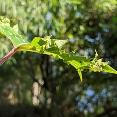 Daktulosphaira vitifoliae