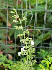 Clinopodium nepeta