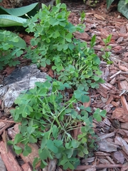 Oxalis dillenii