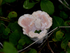 Abortiporus