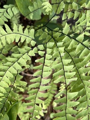 Adiantum aleuticum