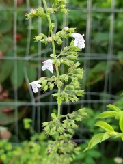Clinopodium nepeta