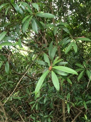 Myrsine seguinii