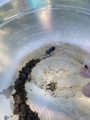 Scarites subterraneus