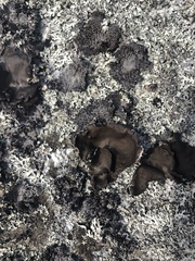 Umbilicaria