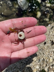 Hemigrapsus oregonensis