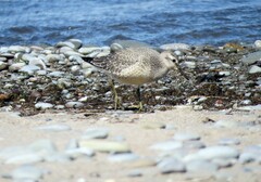 Calidris canutus