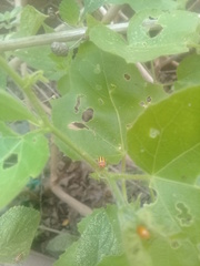 Disonycha spilotrachela