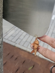 Thyridopteryx ephemeraeformis