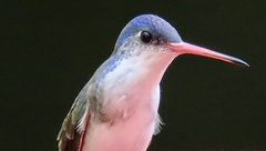 Leucolia violiceps