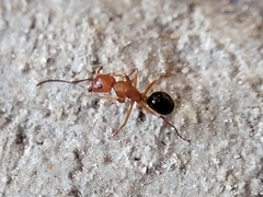 Camponotus decipiens