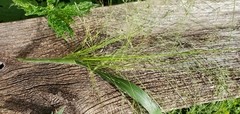 Panicum capillare