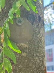 Thyridopteryx ephemeraeformis