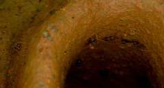 Pheidole sykesii
