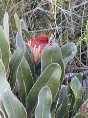 Protea lorifolia