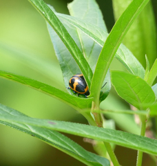 Labidomera clivicollis