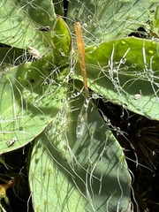 Pilosella officinarum